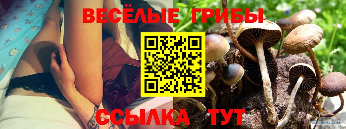 Галлюциногенные грибы GOLDEN TEACHER Новороссийск